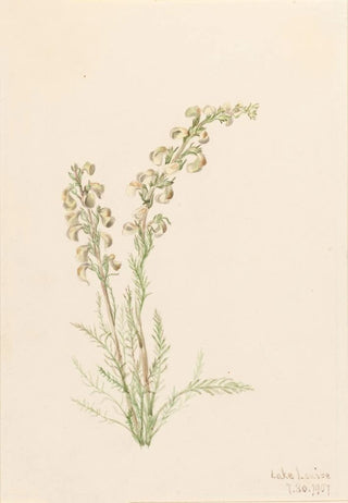 Mary Vaux Walcott - Alpine Fernlife Pedicularis contorta.webp