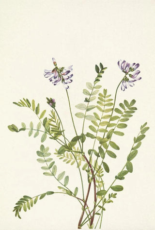 Mary Vaux Walcott - Alpine Milkvetch Astragalus alpinus.webp
