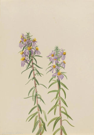 Mary Vaux Walcott - Aster Aster hirariifolius.webp