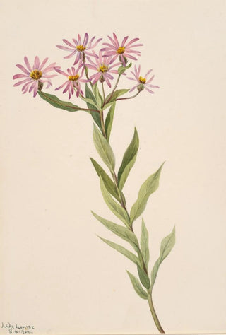 Mary Vaux Walcott - Aster Engelmann.webp