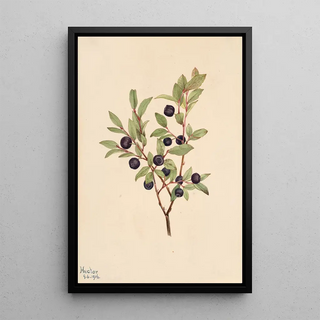 Mary Vaux Walcott - Big Whortleberry Vaccinium membranaceum.webp