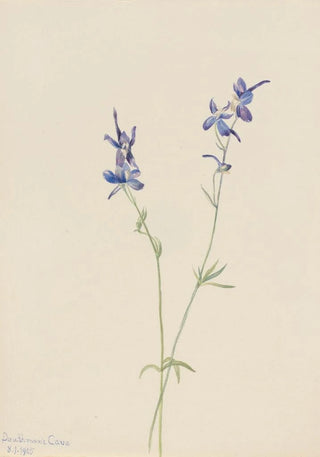 Mary Vaux Walcott - Blue Larkspur Delphinium nuttallianum.webp