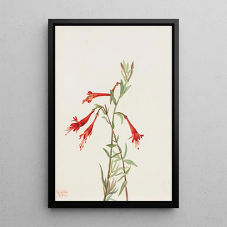 Mary Vaux Walcott - California Fuschia Zauschneria californica.webp