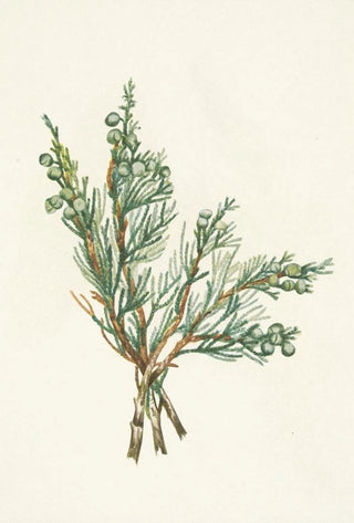Mary Vaux Walcott - Creeping Juniper Juniperus horizontalis.webp