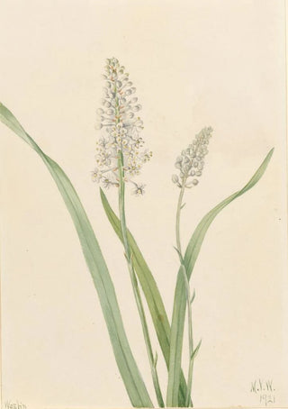 Mary Vaux Walcott - Crowpoison Chrosperma muscaetoxicum.webp
