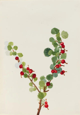 Mary Vaux Walcott - Currant unfinished.webp