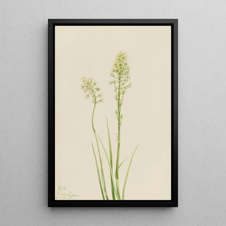 Mary Vaux Walcott - Death Camas Zygadenus venenosus.webp