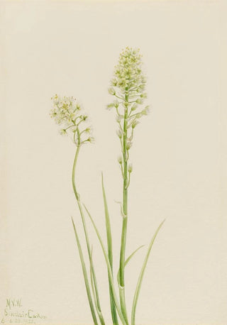 Mary Vaux Walcott - Death Camas Zygadenus venenosus.webp