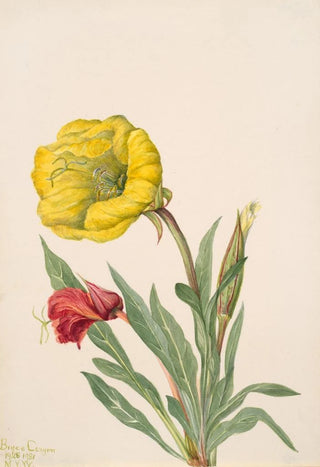 Mary Vaux Walcott - Evening Primrose Oenothera howardi.webp