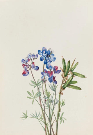 Mary Vaux Walcott - Flower Study.webp