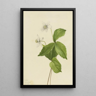 Mary Vaux Walcott - Forest Anemone Anemone deltoidea.webp