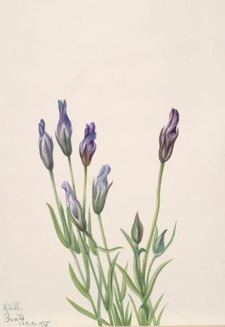 Mary Vaux Walcott - Gentian Gentiana macounii.webp