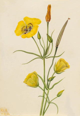 Mary Vaux Walcott - Goldenbowl Mariposa Calochortus claratus.webp