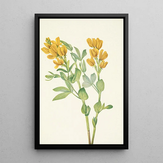 Mary Vaux Walcott - Goldenpea Thermopsis rhombifolia.webp