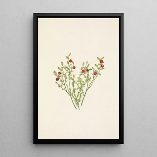 Mary Vaux Walcott - Grouse Whortleberry fruit Vaccinium scoparium.webp