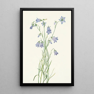 Mary Vaux Walcott - Harebell Campanula rotundifolia.webp