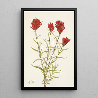 Mary Vaux Walcott - Lanceleaf Paintbrush Castilleja lancifolia.webp