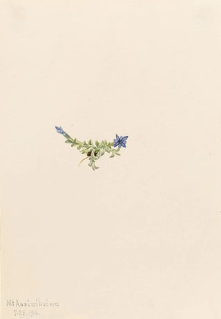Mary Vaux Walcott - Moss Gentian Gentiana prostrata.webp