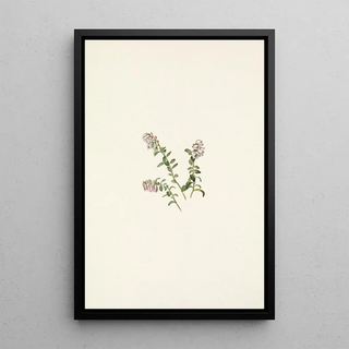 Mary Vaux Walcott - Mountain Cranberry flower Vaccinium vitisidaea minus.webp