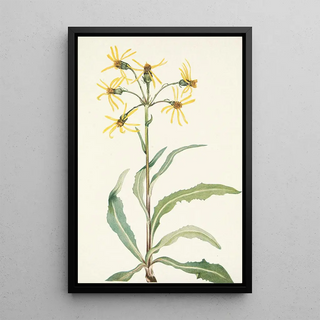 Mary Vaux Walcott - Mourning Groundsel Senecio lugens.webp