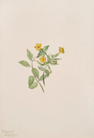 Mary Vaux Walcott - MuskFlower Mimulus moschatus.webp