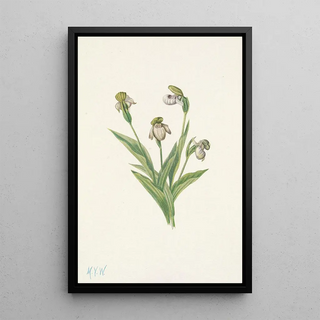 Mary Vaux Walcott - Northern Ladyslipper Cypripedium passerinum.webp