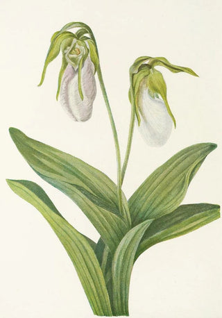 Mary Vaux Walcott - Pale Ladyslipper Cypripedium acaule.webp