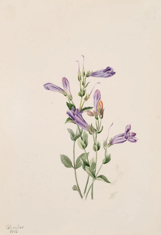 Mary Vaux Walcott - Penstemon Penstimon fruiticosus.webp