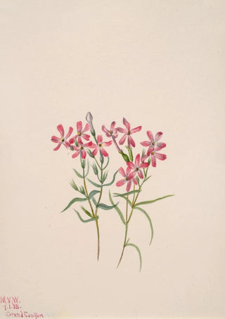 Mary Vaux Walcott - Phlox stansburyi.webp