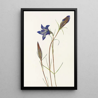 Mary Vaux Walcott - Pinebarren Gentian Gentiana porphyrio.webp