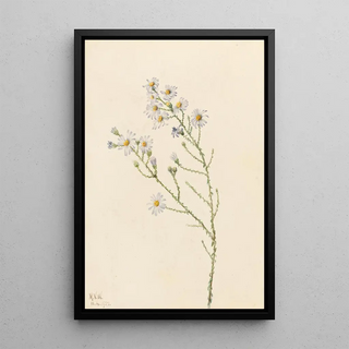 Mary Vaux Walcott - Pineland Aster Aster squarrosus.webp