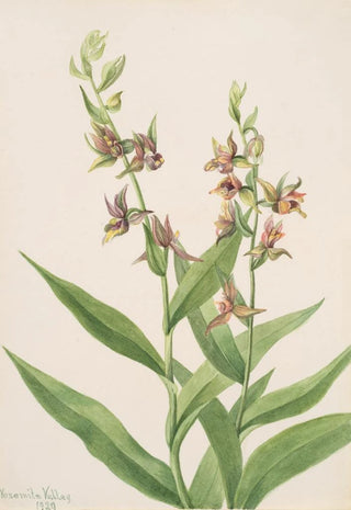 Mary Vaux Walcott - Plant Study.webp