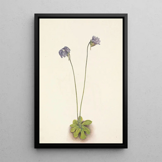 Mary Vaux Walcott - Purple Butterwort Pinguicula elatior.webp