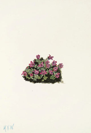 Mary Vaux Walcott - Purple Saxifrage Saxifraga oppositifolia.webp