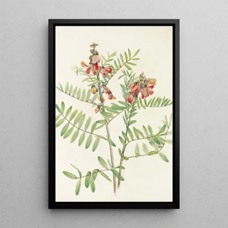 Mary Vaux Walcott - Rabbitbean Cracca virginiana.webp