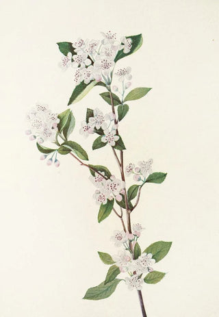 Mary Vaux Walcott - Red Chokeberry flower Aronia arbutifolia.webp