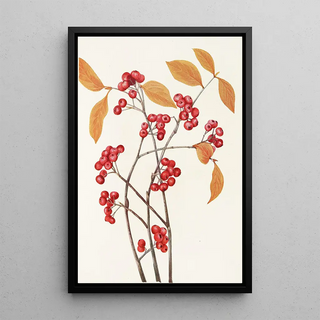 Mary Vaux Walcott - Red Chokeberry fruit Aronia arbutifolia.webp