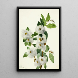 Mary Vaux Walcott - Rock Willow Salix vestita.webp