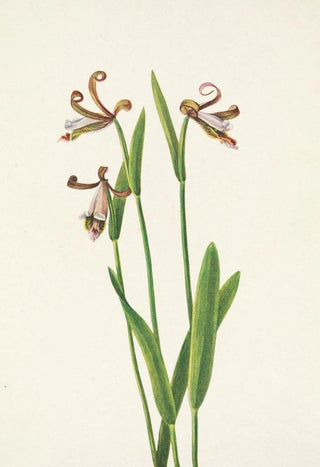 Mary Vaux Walcott - Rosebud Orchid Pogonia divaricata.webp