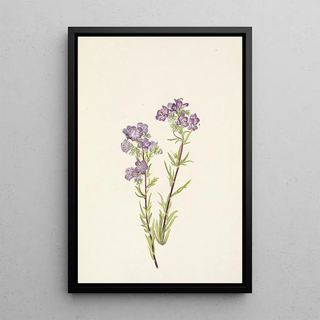 Mary Vaux Walcott - Sand Phacelia Phacelia linearis.webp