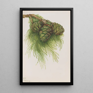 Mary Vaux Walcott - Sequoia Sequoia gigantea.webp