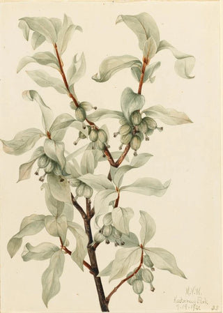 Mary Vaux Walcott - Silverberry Elaeagnus commutata.webp