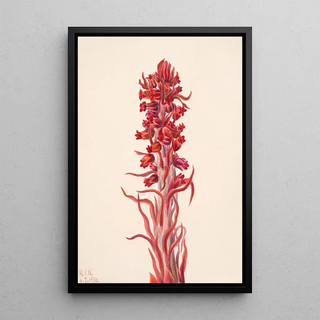 Mary Vaux Walcott - Snow Plant Sarcodes sanguinea.webp