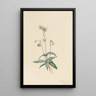 Mary Vaux Walcott - Spotted Pipsissewa Chimaphila maculata.webp