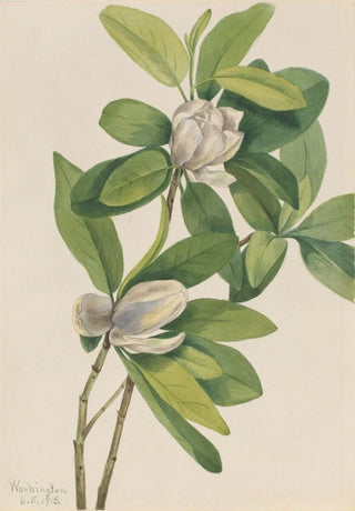 Mary Vaux Walcott - Swamp Magnolia Magnolia virginiana.webp