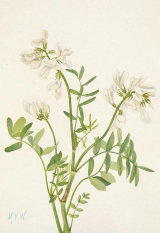 Mary Vaux Walcott - Sweetvetch Hedysarum mackenzii.webp