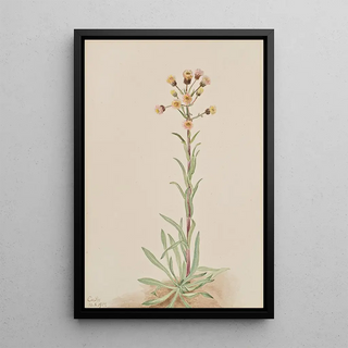 Mary Vaux Walcott - Tall Fleabane Erigeron acris.webp