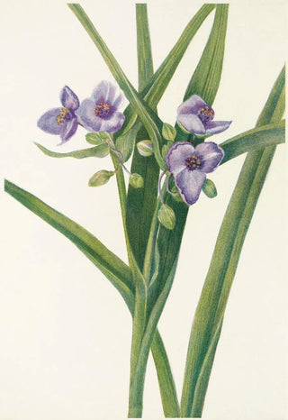 Mary Vaux Walcott - Virginia Spiderwort Tradescantia virginiana.webp