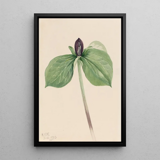 Mary Vaux Walcott - WakeRobin Trillium sessile.webp
