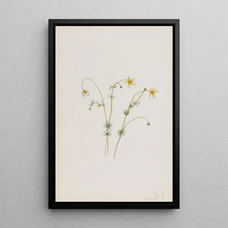 Mary Vaux Walcott - Water Crowfoot Batrachium trichophyllum.webp